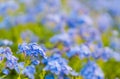 Cape leadwort, white plumbago in plant nursery greenhouse at morning time, selective focus, copy spac Royalty Free Stock Photo