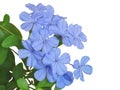Cape leadwort, white plumbago or Plumbago auriculata Lam. Blossoming with green leaves isolated on white background Royalty Free Stock Photo