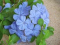 Cape leadwort, white plumbago or Plumbago auriculata Lam. flowers and leaves hanging down Royalty Free Stock Photo