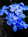 Cape leadwort, white plumbago Royalty Free Stock Photo