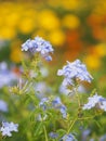 Cape leadwort, white plumbago, Sky Flower, bunch of indigo flowers, blue color in garden on blurred of nature background Royalty Free Stock Photo