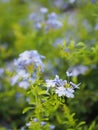 Cape leadwort, white plumbago, Sky Flower, bunch of indigo flowers, blue color in garden on blurred of nature background Royalty Free Stock Photo