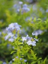 Cape leadwort, white plumbago, Sky Flower, bunch of indigo flowers, blue color in garden on blurred of nature background Royalty Free Stock Photo