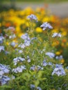 Cape leadwort, white plumbago, Sky Flower, bunch of indigo flowers, blue color in garden on blurred of nature background Royalty Free Stock Photo