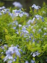 Cape leadwort, white plumbago, Sky Flower, bunch of indigo flowers, blue color in garden on blurred of nature background Royalty Free Stock Photo