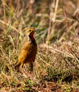 A Cape longclaw against a grassy background. Royalty Free Stock Photo