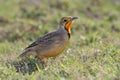 Cape Longclaw Bird Royalty Free Stock Photo
