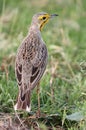 Cape Longclaw Bird Royalty Free Stock Photo