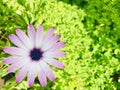 The Cape marguerite blooms with morning dew.