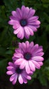 Trailing mauve daisy (Dimorphotheca jucunda Royalty Free Stock Photo