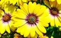 Yellow daisy flowers closeup Royalty Free Stock Photo