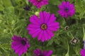 Cape marguerite flowers