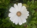 Cape marguerite with water drops in the morning. Royalty Free Stock Photo