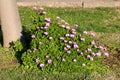 Cape marigold or Dimorphotheca annual ornamental flower plant with blooming purple petals and dark center growing in shape of Royalty Free Stock Photo