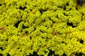 The cape marigold, genus Dimorphotheca