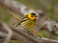 Cape May Warbler Royalty Free Stock Photo