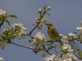 Cape May Warbler Royalty Free Stock Photo