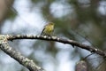 Cape May Warbler bird, fall migration, Georgia, USA Royalty Free Stock Photo