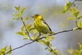 Cape May Warbler bird during spring migra Royalty Free Stock Photo