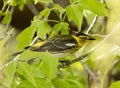 Cape May Warbler Royalty Free Stock Photo