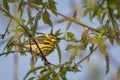 Cape May Warbler Royalty Free Stock Photo