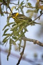 Cape May Warbler Royalty Free Stock Photo