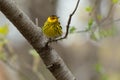 Cape May Warbler - Setophaga tigrina Royalty Free Stock Photo