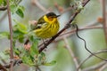 Cape May Warbler - Setophaga tigrina Royalty Free Stock Photo