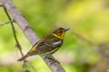 Cape May Warbler (Setophaga tigrina) Royalty Free Stock Photo