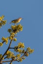 Cape May Warbler on a twig Royalty Free Stock Photo