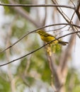 Cape May Warbler on a twig Royalty Free Stock Photo