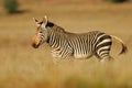 Cape Mountain Zebra