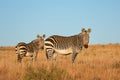 A Cape mountain zebra mare with foal, Mountain Zebra National Park, South Africa Royalty Free Stock Photo