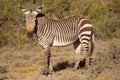 Cape mountain zebra in Karoo National Park, South Africa Royalty Free Stock Photo