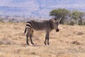 Cape mountain zebra, South Africa Royalty Free Stock Photo