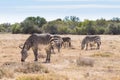 Cape mountain zebra, South Africa Royalty Free Stock Photo