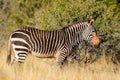 Cape mountain zebra in natural habitat, Mountain Zebra National Park, South Africa Royalty Free Stock Photo