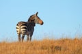 Cape mountain zebra in open grassland, Mountain Zebra National Park, South Africa