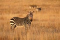 Cape mountain zebra in open grassland, Mountain Zebra National Park, South Africa