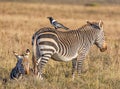 Cape Mountain Zebra With Pied Crow