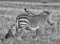 Cape Mountain Zebra With Pied Crow