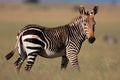 Cape Mountain Zebra, South Africa Royalty Free Stock Photo