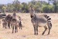 Cape mountain zebra, South Africa Royalty Free Stock Photo