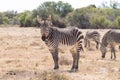 Cape mountain zebra, South Africa Royalty Free Stock Photo