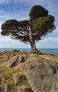 Cape Naturaliste beauty seen in solitary tree, ocean, and rocks