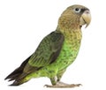 Cape Parrot, Poicephalus robustus, 1 year old