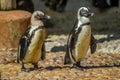 Cape Penguin in Ushaka Marine world Durban South Africa Royalty Free Stock Photo