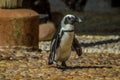 Cape Penguin in Ushaka Marine world Durban South Africa Royalty Free Stock Photo