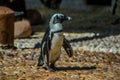 Cape Penguin in Ushaka Marine world Durban South Africa Royalty Free Stock Photo