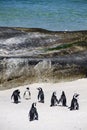 Cape penguins on Boulders beach Royalty Free Stock Photo